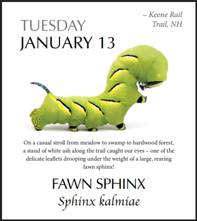 PRESALE: 2026 Caterpillar-A-Day 365 Calendar --EXPLORERS EDITION (NEW)