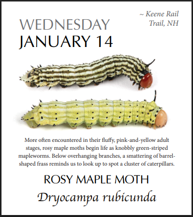 PRESALE: 2026 Caterpillar-A-Day 365 Calendar --EXPLORERS EDITION (NEW)