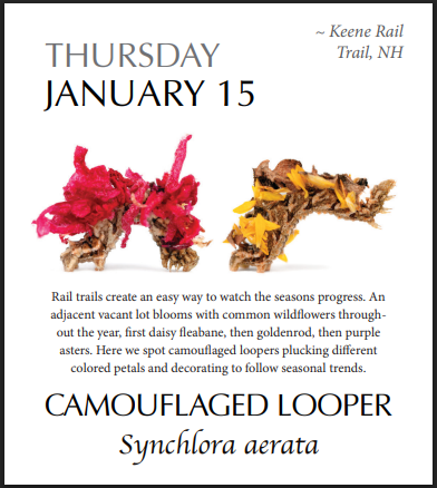 PRESALE: 2026 Caterpillar-A-Day 365 Calendar --EXPLORERS EDITION (NEW)