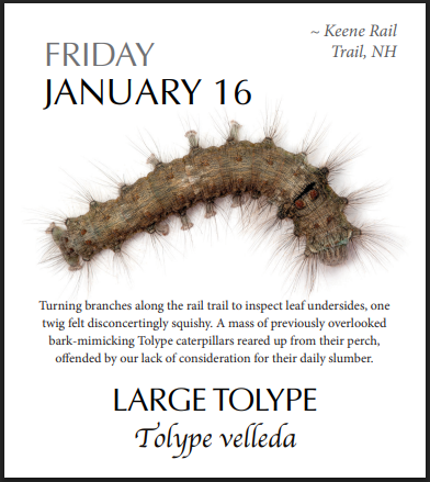 PRESALE: 2026 Caterpillar-A-Day 365 Calendar --EXPLORERS EDITION (NEW)