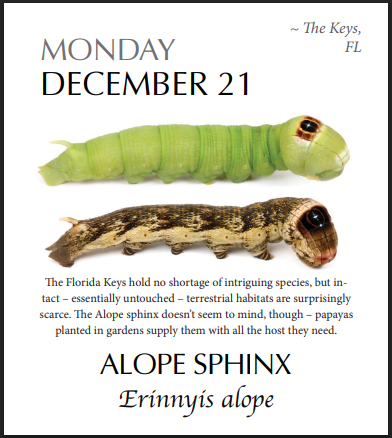 PRESALE: 2026 Caterpillar-A-Day 365 Calendar --EXPLORERS EDITION (NEW)