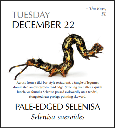 PRESALE: 2026 Caterpillar-A-Day 365 Calendar --EXPLORERS EDITION (NEW)