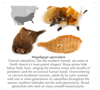 Small Caterpillar Sticker - "Flannel Season"