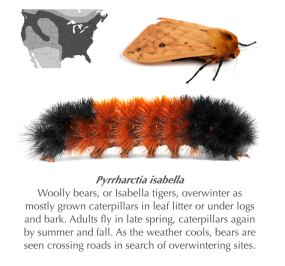 Small Caterpillar Stickers - Three Designs