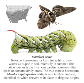 Small Caterpillar Stickers - Three Designs