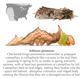 Small Caterpillar Stickers - Three Designs