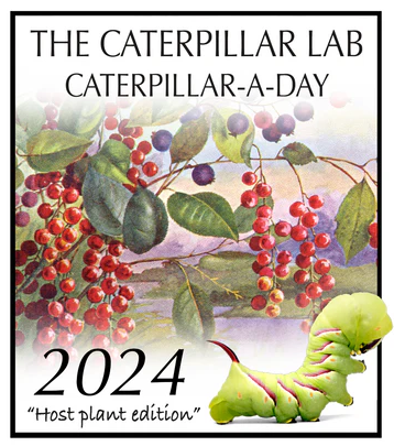 Vintage Calendars - 12-Month and Page-a-day Calendars from previous years