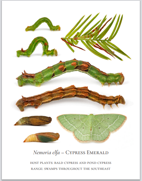 PRESALE: 2026 Twelve Month Calendar -- Verdant Geometry (NEW)