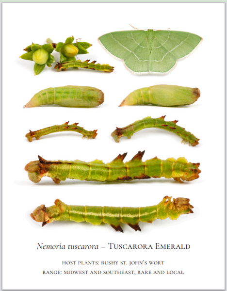 PRESALE: 2026 Twelve Month Calendar -- Verdant Geometry (NEW)