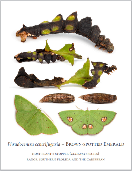 PRESALE: 2026 Twelve Month Calendar -- Verdant Geometry (NEW)