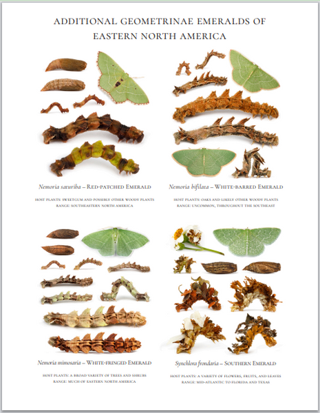 PRESALE: 2026 Twelve Month Calendar -- Verdant Geometry (NEW)