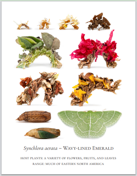 PRESALE: 2026 Twelve Month Calendar -- Verdant Geometry (NEW)