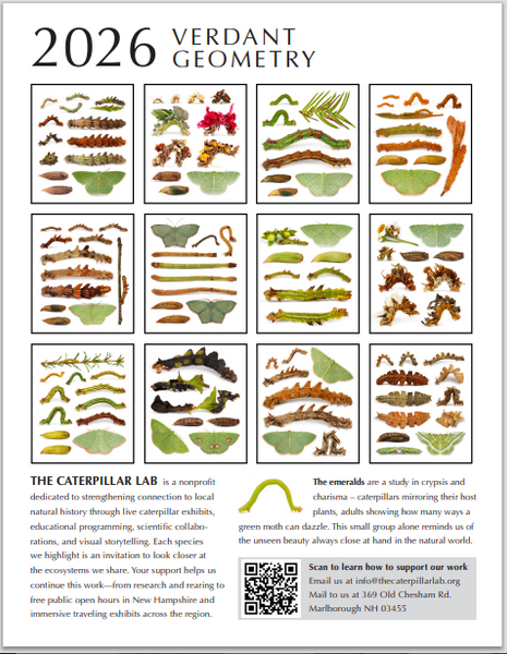 PRESALE: 2026 Twelve Month Calendar -- Verdant Geometry (NEW)
