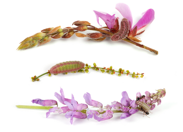 Assorted native blue and hairstreak caterpillars on purple-flowering host blossoms