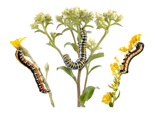 Cucullia eastern North American hooded owlet caterpillars on assorted asteraceae flowers