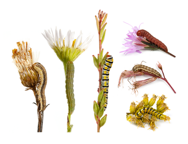 Six Schinia flower moth caterpillars photographed on their host plants at The Caterpillar Lab