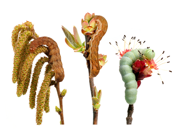 Noctuid caterpillars feeding on springtime blossoms at The Caterpillar Lab