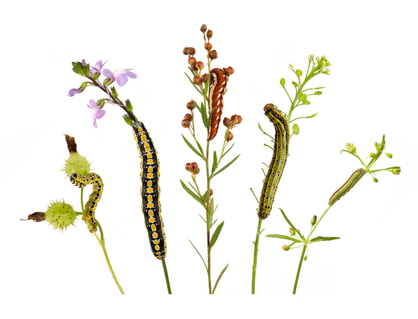 A series of small specialist caterpillars on the delicate flowers and fruits of their native host plants.