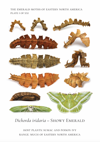 Life history photographic plate showing Showy Emeralds through their stages