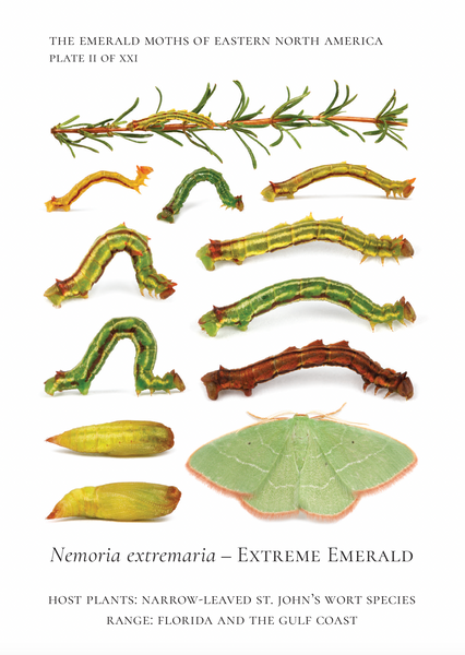 Life history photographic plate showing Extreme Emeralds through their stages and highlighting their host St. John's Wort