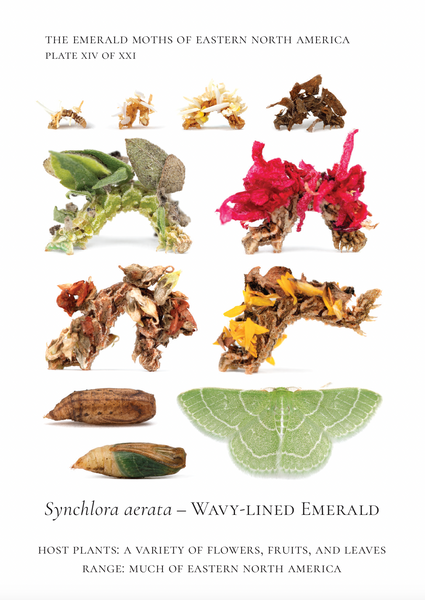 Life history photographic plate showing Wavy-lined Emeralds or Camouflaged Loopers through their stages and decorated with flower petals