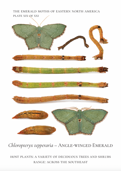 Life history photographic plate showing Angle-winged Emeralds through their stages.