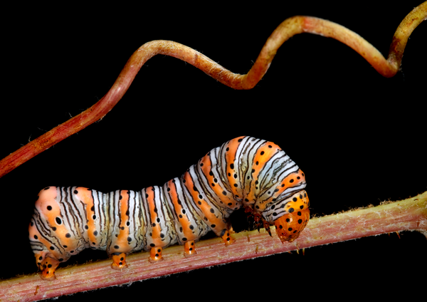 Caterpillars of New England – Fine Art Notecard Set