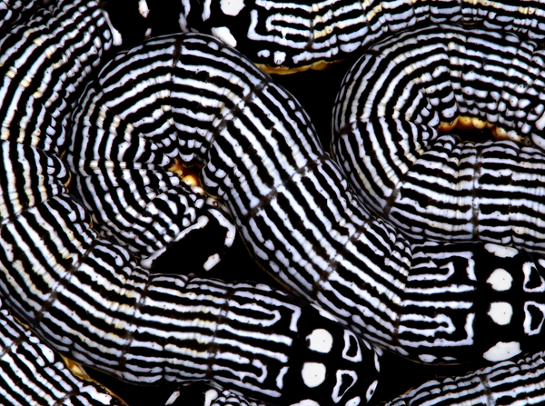 Caterpillars of New England – Fine Art Notecard Set