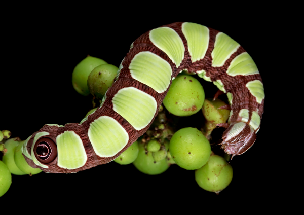 Caterpillars of New England – Fine Art Notecard Set
