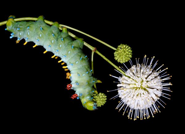 Caterpillars of New England – Fine Art Notecard Set