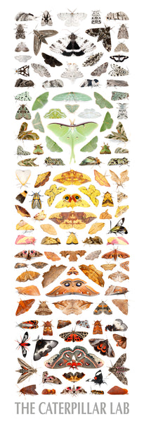 Color Tower Moths Poster 12x36in