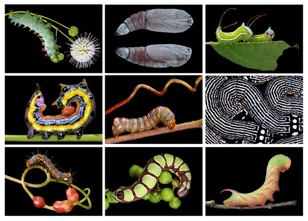 Caterpillars of New England – Fine Art Notecard Set
