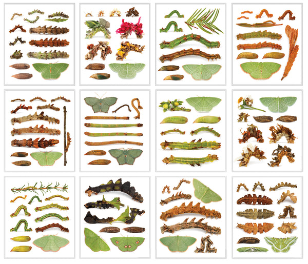 Grid showing all 21 emerald caterpillar notecard designs from Sam Jaffe and The Caterpillar Lab's Verdant Geometry series.