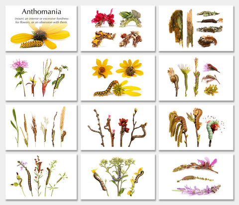 Grid of eleven Anthomania notecard designs featuring flower-feeding caterpillars on their host plants