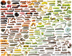Rainbow of Caterpillars 252 piece PUZZLE