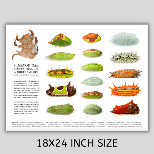 Slug Caterpillar Poster