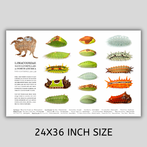 Slug Caterpillar Poster