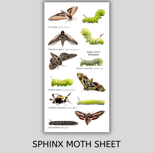 Vinyl Sticker Sheets - Die-cut Stickers Metamorphosis