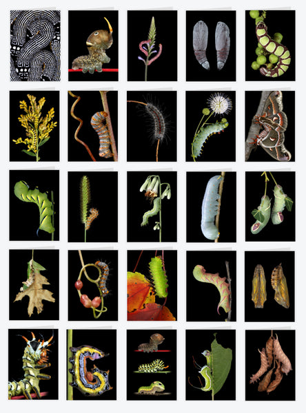 Notecards with Sam Jaffe's images of Native Caterpillars!