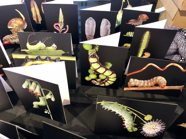 Notecards with Sam Jaffe's images of Native Caterpillars!