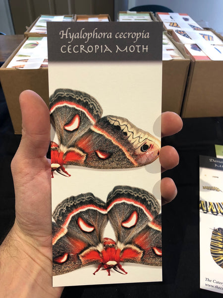 Metamorphosis Flip Cards - Fine Art Quality