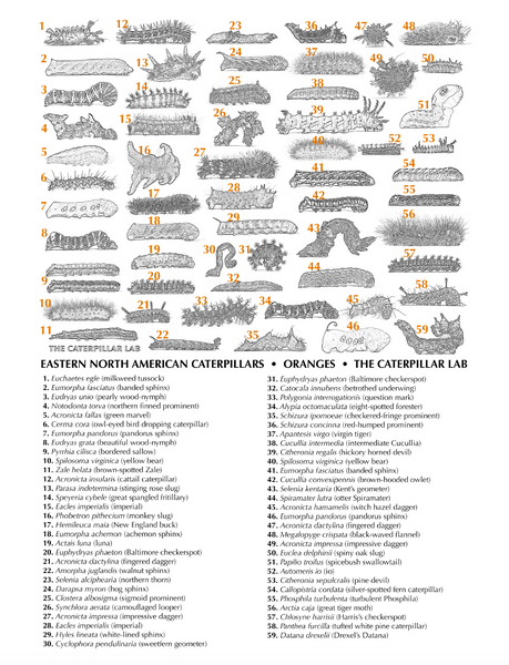 ORANGE Color Collection Caterpillar POSTERS AND PRINTS