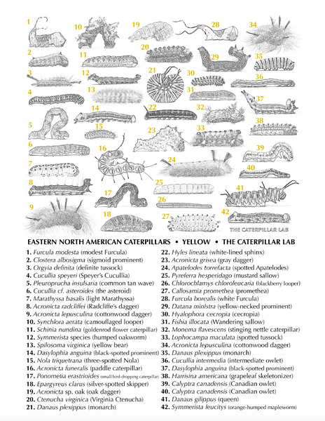 YELLOW Color Collection Caterpillar POSTERS AND PRINTS