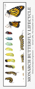 Monarch Lifecycle Poster 13x30"
