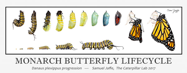 Monarch Lifecycle Poster 13x30"