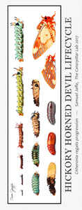 Hickory Horned Devil / Regal Moth Lifecycle Poster 13x30"