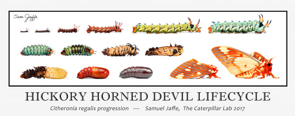 Hickory Horned Devil / Regal Moth Lifecycle Poster 13x30"