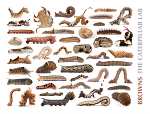 BROWN Color Collection Caterpillar POSTERS AND PRINTS