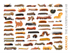 ORANGE Color Collection Caterpillar POSTERS AND PRINTS