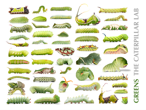 GREEN Color Collection Caterpillar POSTERS AND PRINTS